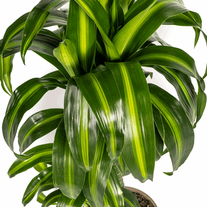 Dracaena Deremensis Hawaiian Sunshine – Drachenbaum – Ø19cm – ↕70-90cm – Tropische Zimmerpflanze mit zweifarbigen Blättern – Pflegeleicht & luftreinigend 