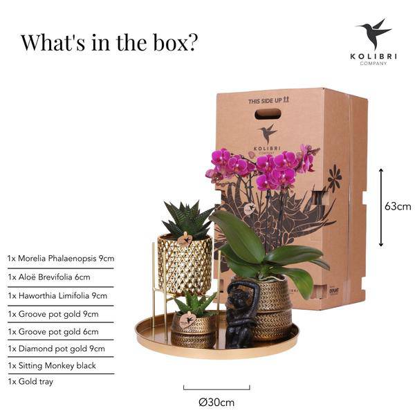Pflanzenset Hotel Chic – Flieder – Phalaenopsis Orchidee & Sukkulenten – Inklusive Diamond- & Groove-Keramiktöpfe – Mit Monkey Long Tail & goldenem Tablett – Elegantes Zimmerpflanzen-Set 