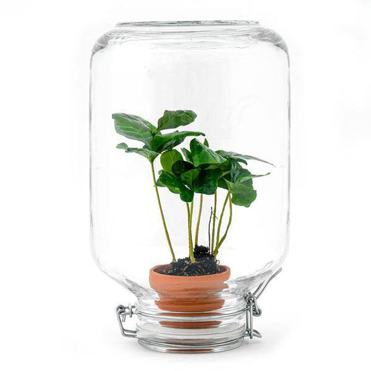 Flaschengarten - Easyplant mit Coffea Arabica – Selbstversorgendes Terrarium – Lebende Zimmerpflanze im italienischen Glas – Nur einmal gießen – Perfekt für Pflegeleichte Grünpflanzen 