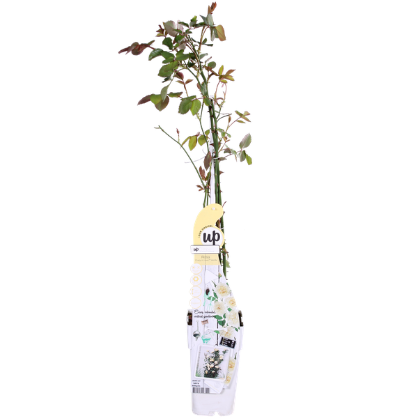 Rose - Rosa Crazy in love 'Vanilla' - Creme-Rose - Ø15cm - ↕65cm 