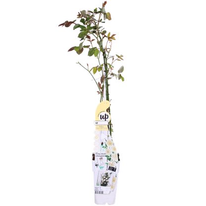 Rose - Rosa Crazy in love 'Vanilla' - Creme-Rose - Ø15cm - ↕65cm 