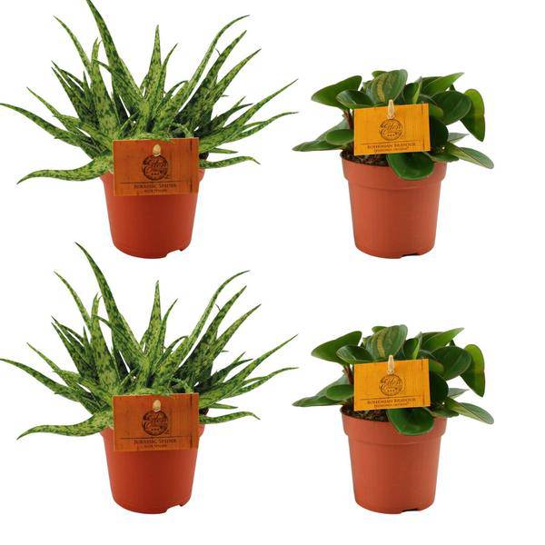 Aloe Spider + Peperomia Obtipan Grün – 4 Zimmerpflanzen im Set – Ø10.5cm – ↕10cm – Pflegeleichte Sukkulente & Grünpflanze – Dekorativ für Wohnzimmer, Fensterbank & Büro 
