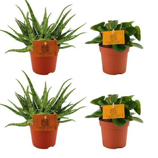 Aloe Spider + Peperomia Obtipan Grün – 4 Zimmerpflanzen im Set – Ø10.5cm – ↕10cm – Pflegeleichte Sukkulente & Grünpflanze – Dekorativ für Wohnzimmer, Fensterbank & Büro 