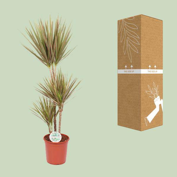 Drachenbaum Dracaena Bicolor – Ø24cm – ↕115cm – Exotische Zimmerpflanze – Luftreinigend & Pflegeleicht 