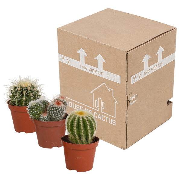 Kaktus - Bolcactus - Mix - Zimmerpflanze - 8,5 cm 