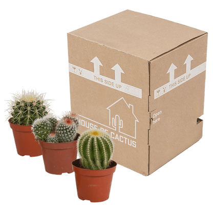 Kaktus - Bolcactus - Mix - Zimmerpflanze - 8,5 cm 