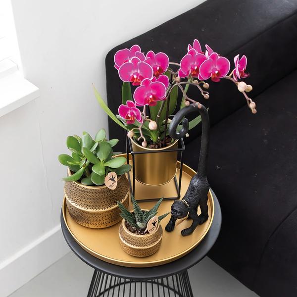 Phalaenopsis Orchideen „Morelia“ – 2 Pflanzen – Fliederfarben – Ø9cm – Blühende Zimmerpflanzen mit 2–3 Zweigen 