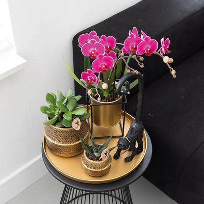 Phalaenopsis Orchideen „Morelia“ – 2 Pflanzen – Fliederfarben – Ø9cm – Blühende Zimmerpflanzen mit 2–3 Zweigen 