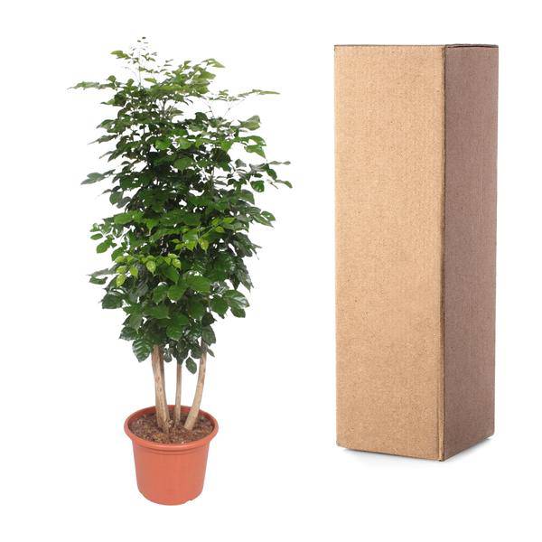 Trompetenbaum – Radermachera Hainanensis – Zimmerpflanze 190cm – Ø40cm – Immergrüne Grünpflanze mit glänzenden Blättern – Pflegeleicht & dekorativ für Wohnzimmer, Büro & Wintergarten 
