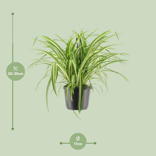Grünlilie - Chlorophytum Comosum Variegatum - Zimmerpflanze - Ø17cm - ↕30cm 