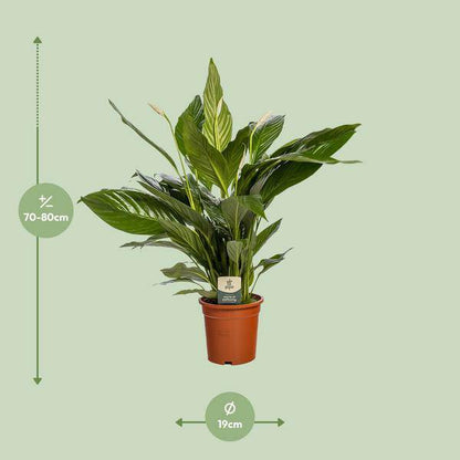 Einblatt Spathiphyllum Bingo Cupido – Zimmerpflanze – Ø19cm – 80cm Höhe – Friedenslilie mit weißen Blüten – luftreinigend & pflegeleicht 