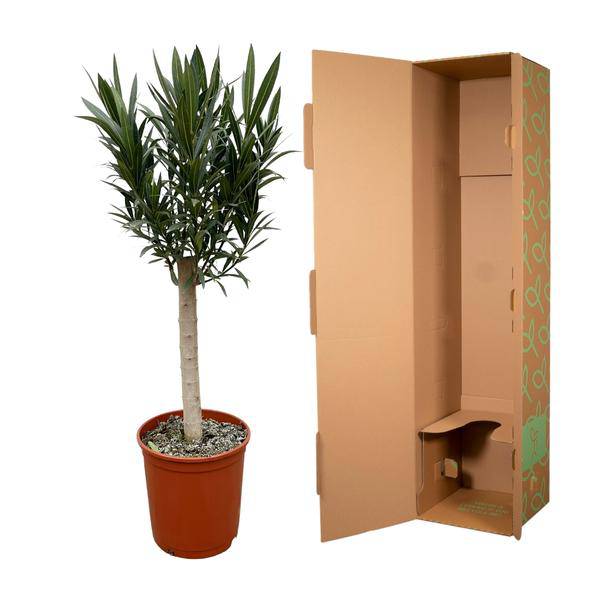 Rosenlorbeer – Nerium Oleander auf Stiel 110cm – Ø22cm – Immergrüne Kübelpflanze mit roten Blüten – Mediterrane Zierpflanze für Garten, Terrasse & Balkon – Duftend & pflegeleicht 
