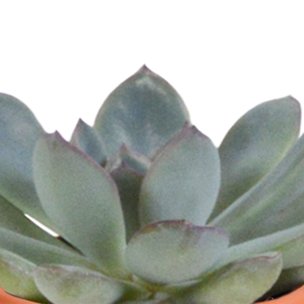 Kakteen und Sukkulenten Mix - 5,5 cm - 15 Stück 