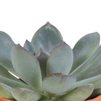 Kakteen und Sukkulenten Mix - 5,5 cm - 15 Stück 