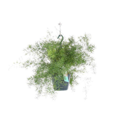 Spargel Sprengeri Hängen – Zimmerpflanze – Ø17cm x ↕35cm – Asparagus densiflorus – Federartiges Laub – Pflegeleichter Asparagus-Farn für Innenräume 
