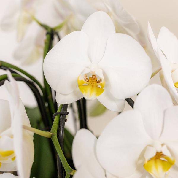 Orchideen-Set Weiß im Baumwollkorb – 3x Kolibri Orchidee Niagara Falls – Ø12cm – Mit Wassertank & Dochtsystem – Selbstversorgende Zimmerpflanzen – Mono Bouquet in Weiß 