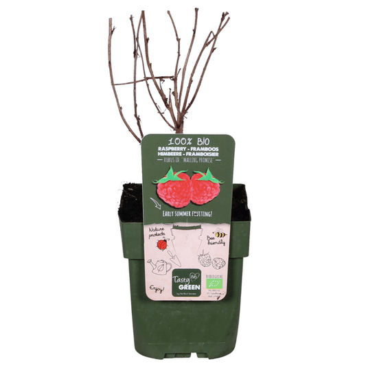 Himbeere Rubus idaeus 'Malling Promise' – Selbstbestäubende Sommer-Himbeere – 100% biologisch – Ø13cm – ca. 45cm Höhe – Leckere rote Früchte 