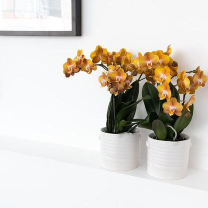Orange-goldene Phalaenopsis-Orchidee - Jewel Las Vegas - Topfgröße Ø12cm - blühende Topfpflanze 