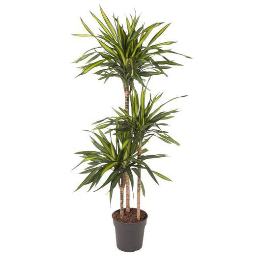 Drachenbaum – Dracaena Riki 140cm – Ø24cm – Zimmerpflanze mit grün gestreiften Blättern – Elegante pflegeleichte Dekopflanze für Wohnzimmer, Büro & Wintergarten 