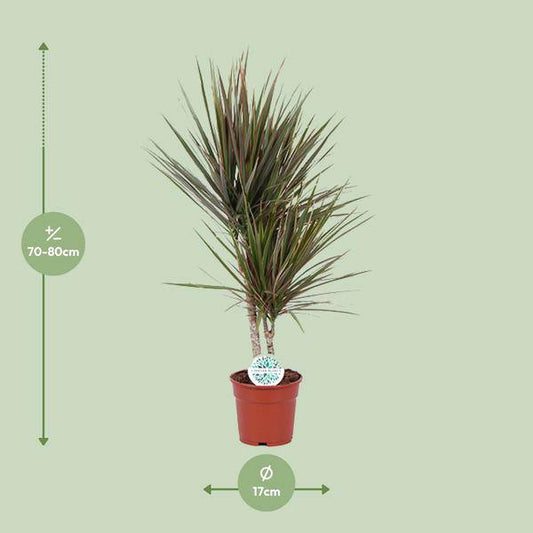 Drachenbaum - Dracaena Bicolor - Zimmerpflanze - Ø17cm - ↕75cm 