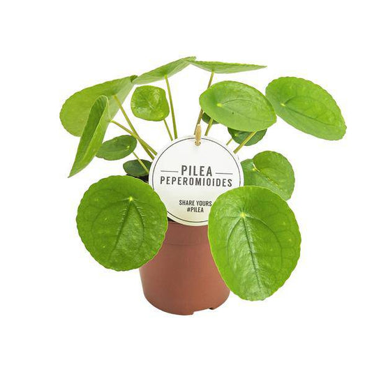 Chinesischer Geldbaum - Pilea Peperomioides - Zimmerpflanze - Ø13cm - ↕20cm 
