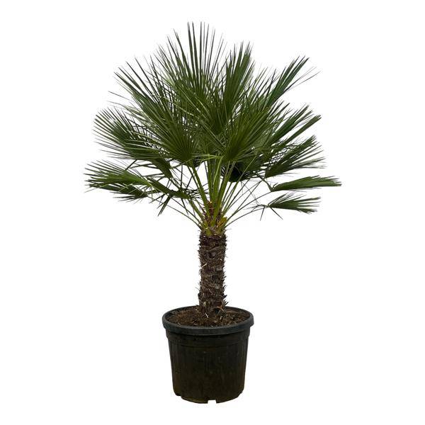 Chamaerops Humilis auf Stiel – Zwergpalme – Fächerpalme – Mediterrane Zimmer- und Kübelpflanze – Ø45cm – ↕150cm 