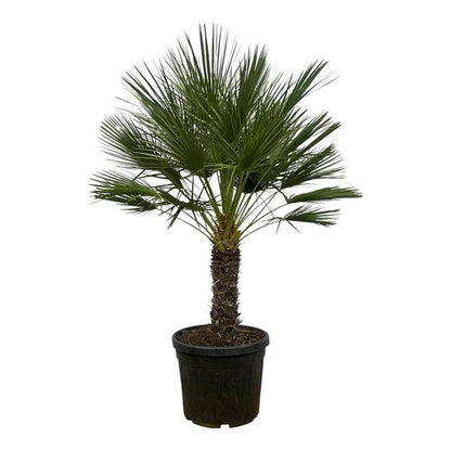 Chamaerops Humilis auf Stiel – Zwergpalme – Fächerpalme – Mediterrane Zimmer- und Kübelpflanze – Ø45cm – ↕150cm 