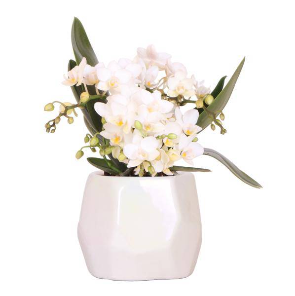 Weiße Orchidee 'Nazaré' – Zimmerpflanze – Ø9cm Topf – inkl. Dekotopf Pearl Travertin – Kompakte Tischdeko – Elegante Blütenpracht 