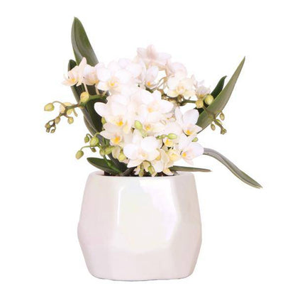 Weiße Orchidee 'Nazaré' – Zimmerpflanze – Ø9cm Topf – inkl. Dekotopf Pearl Travertin – Kompakte Tischdeko – Elegante Blütenpracht 