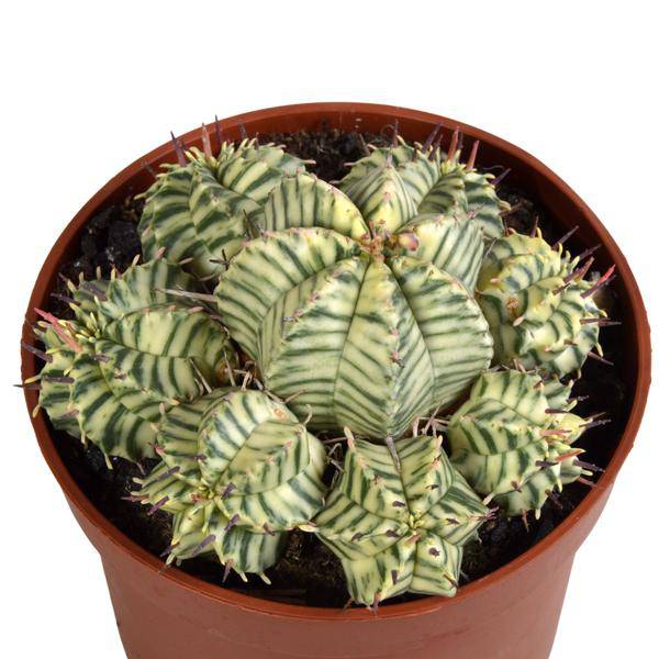 Wolfsmilch - Euphorbia meloformis variegata - Zimmerpflanze - Sukkulente - 10,5cm 