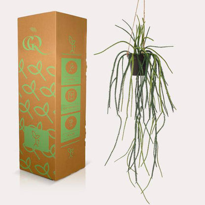 Kunstpflanze - Rhipsalis - Korallenkaktus - 85 cm 