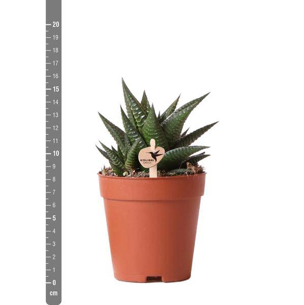 Sukkulente Haworthia Limifolia – Dreieckige Grüne Zimmerpflanze – Ø9cm – Pflegeleicht & Robust – Perfekt für helle Standorte ohne direkte Sonne 