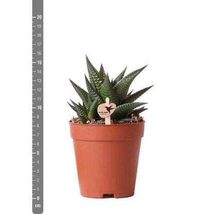 Sukkulente Haworthia Limifolia – Dreieckige Grüne Zimmerpflanze – Ø9cm – Pflegeleicht & Robust – Perfekt für helle Standorte ohne direkte Sonne 