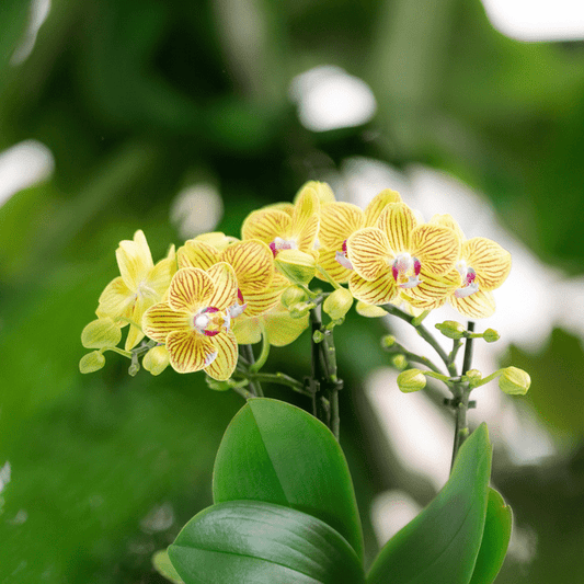 Überraschungsbox mit 4 verschiedenen Orchideen 