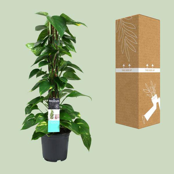 Efeutute - Scindapsus Epipremnum - Zimmerpflanze - Ø19cm - ↕80cm 