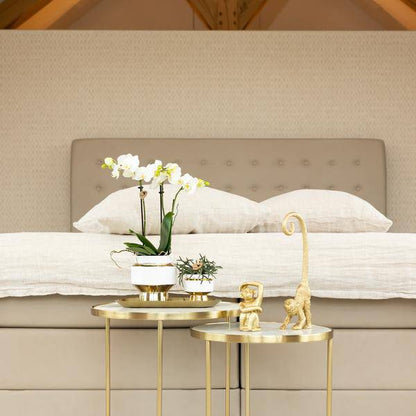 Weiße Phalaenopsis Orchidee Amabilis – 2–3 Zweige – Ø9cm Le Chic Deko-Topf – Gold mit weißen Details – Blühende Zimmerpflanze – 40cm hoch 
