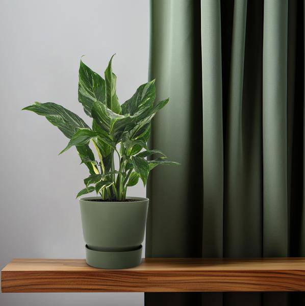 Einblatt - Spathiphyllum Diamant - Zimmerpflanze - Ø12cm - ↕40cm 