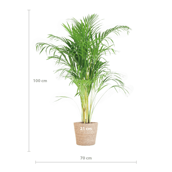 Areca-Palme Dypsis Goldfruchtpalme – Zimmerpflanze ↕100cm Ø21cm – Mit Natur-Korb Sofia Seegras Beige – Luftreinigende Tropenpflanze für Wohnzimmer & Büro 