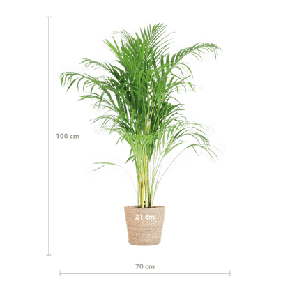 Areca-Palme Dypsis Goldfruchtpalme – Zimmerpflanze ↕100cm Ø21cm – Mit Natur-Korb Sofia Seegras Beige – Luftreinigende Tropenpflanze für Wohnzimmer & Büro 