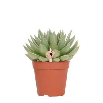 Sukkulente Echeveria Miranda – Zimmerpflanze – Ø12cm – Pflegeleichte Grünpflanze – Rosettenförmige Blätter – Für Wohnzimmer & Büro 
