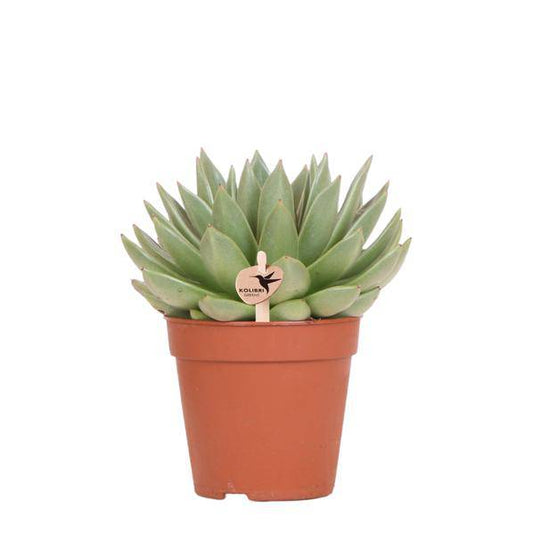 Sukkulente Echeveria Miranda – Zimmerpflanze – Ø12cm – Pflegeleichte Grünpflanze – Rosettenförmige Blätter – Für Wohnzimmer & Büro 