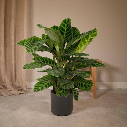 Calathea Zebrina – Pfauenpflanze – Zimmerpflanze – Ø19cm x ↕80cm – Tropische Blattpflanze mit Zebramuster – Luftreinigend & pflegeleicht – Für helle Innenräume 