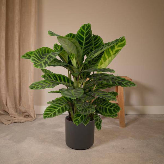 Calathea Zebrina – Pfauenpflanze – Zimmerpflanze – Ø19cm x ↕80cm – Tropische Blattpflanze mit Zebramuster – Luftreinigend & pflegeleicht – Für helle Innenräume 