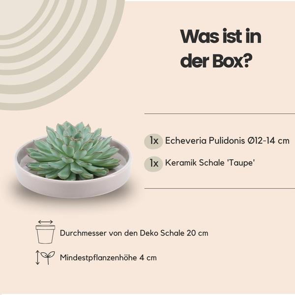 Sukkulente - Echeveria Pulidonis in Schale 'taupe' - Zimmerpflanze - Ø20 cm - ↕5 cm 
