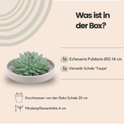 Sukkulente - Echeveria Pulidonis in Schale 'taupe' - Zimmerpflanze - Ø20 cm - ↕5 cm 