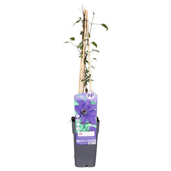 Waldrebe – Clematis 'The President' – Ø15cm – ↕65cm – Kletterpflanze mit lila Blüten – ideal für Pergolen, Zäune & Rankhilfen 