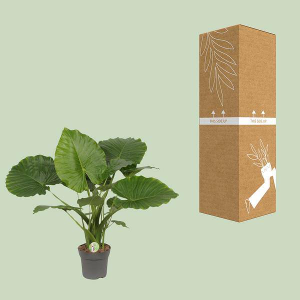 Elefantenohr - Alocasia gageana 'California'  - Zimmerpflanze - Ø21cm - ↕80cm 
