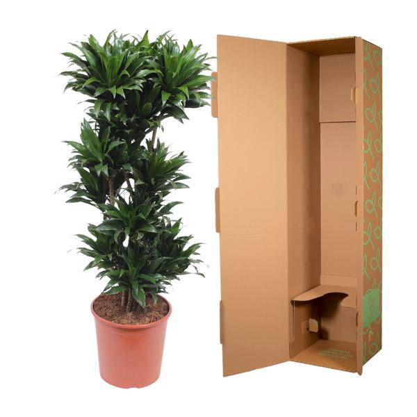 Drachenbaum - Dracaena Compacta - Zimmerpflanze - 140cm - ø30cm 