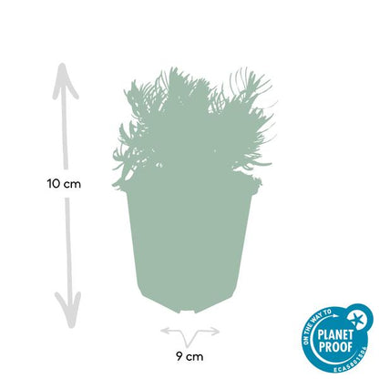 Lavender Lavandula 'Hidcote' – 6 Pflanzen – Reich blühender Lavendel – ↕10-25cm – Ø9cm – pflegeleicht & sonnig 