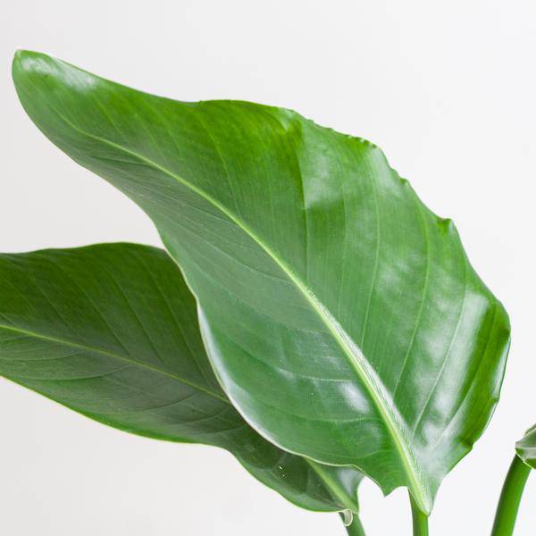 Strelitzia Nicolai – Baum-Strelitzie – Zimmerpflanze – 80 cm – Ø21 cm – inkl. Topf Viber Weiß – Große Blätter, tropisches Flair, pflegeleicht 
